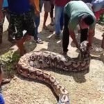 Heboh! Warga Buton Tengah Tangkap Ular Piton Raksasa, Perutnya Membesar Diduga Telah Memangsa